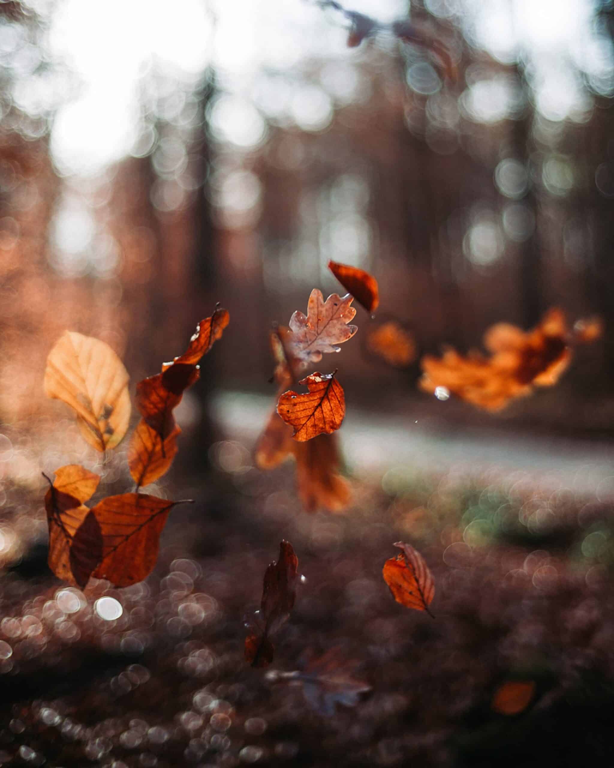 A Prayer for the Changing of Leaves | Reclaim Today
